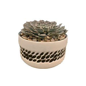Maceta blanca chica