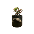 Maceta Rosaura Chica