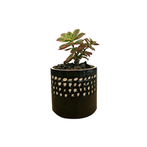 Maceta Rosaura Chica